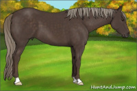 Horse Color:Liver Chestnut Mushroom 