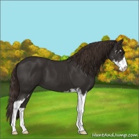 Horse Color:Liver Chestnut Sabino