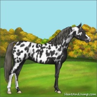 Horse Color:Liver Chestnut Appaloosa 