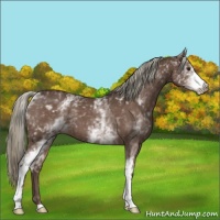 Horse Color:White Spotted Liver Chestnut