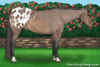Horse Color:Bay Dun Appaloosa Brindle 