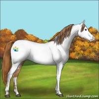 Horse Color:Chestnut Appaloosa 