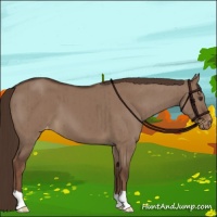 Horse Color:Liver Red Dun Appaloosa Brindle 