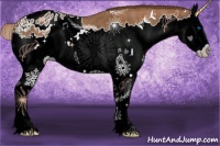 Horse Color:Chestnut Sabino Splash Appaloosa 