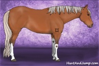 Horse Color:Silver Bay Tobiano