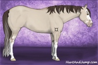 Horse Color:Classic Champagne Dun Splash 