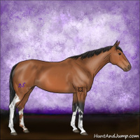 Horse Color:Bay Tobiano 