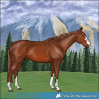 Horse Color:Chestnut 