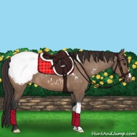 Horse Color:Brown Dun Appaloosa Brindle