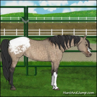 Horse Color:Brown Dun Snowcap Brindle