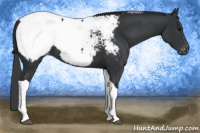 Horse Color:Black Tobiano Snowcap 