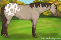 Horse Color:Liver Red Dun Appaloosa Brindle 