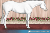 Horse Color:Liver Red Dun Mushroom Appaloosa Brindle