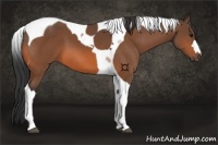 Horse Color:Bay Tobiano 