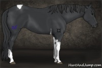 Horse Color:Black Tobiano 