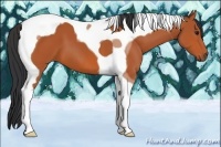 Horse Color:Bay Tobiano 