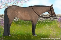 Horse Color:Brown Dun Brindle 