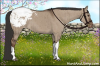 Horse Color:Liver Red Dun Appaloosa Brindle