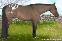 Horse Color:Brown Dun Appaloosa Brindle 