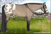 Horse Color:Brown Dun Appaloosa Brindle
