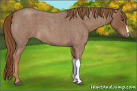 Horse Color:Red Roan 