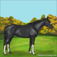 Horse Color:Black 