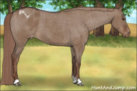 Horse Color:Liver Red Dun Appaloosa Brindle 