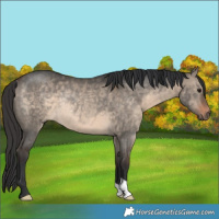 Horse Color:Brown Dun Rabicano 
