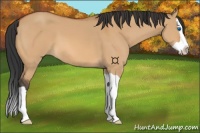 Horse Color:Bay Dun Splash 