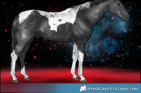 Horse Color:Black Tobiano
