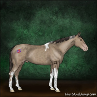 Horse Color:Classic Champagne Tobiano