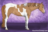 Horse Color:Chestnut Sabino Tobiano 