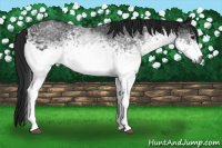 Horse Color:Gray White Spotted Black