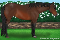 Horse Color:Gray Bay 