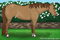 Horse Color:Gray Red Dun