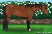 Horse Color:Gray Bay 