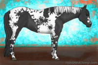 Horse Color:Black Tobiano 