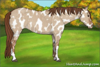 Horse Color:Red Dun Appaloosa Brindle 