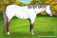 Horse Color:Liver Red Dun Appaloosa Brindle 
