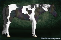 Horse Color:Midnight Grullo Ice Tobiano 