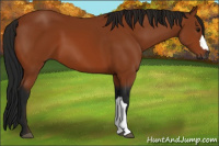 Horse Color:Gray Bay 