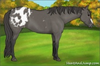 Horse Color:Grullo Appaloosa Brindle 