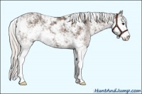 Horse Color:Silver Black Sabino