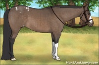Horse Color:Brown Dun Appaloosa Brindle 