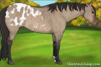Horse Color:Bay Dun Appaloosa Brindle 