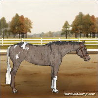 Horse Color:Liver Red Dun Mushroom Appaloosa Brindle
