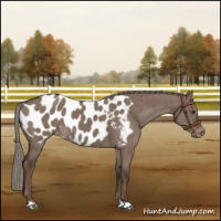Horse Color:Liver Red Dun Mushroom Appaloosa Brindle 