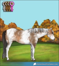 Horse Color:Gray White Spotted Bay Dun Tobiano 