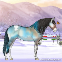 Horse Color:Bay Onyx Appaloosa