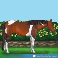 Horse Color:Bay Tobiano 